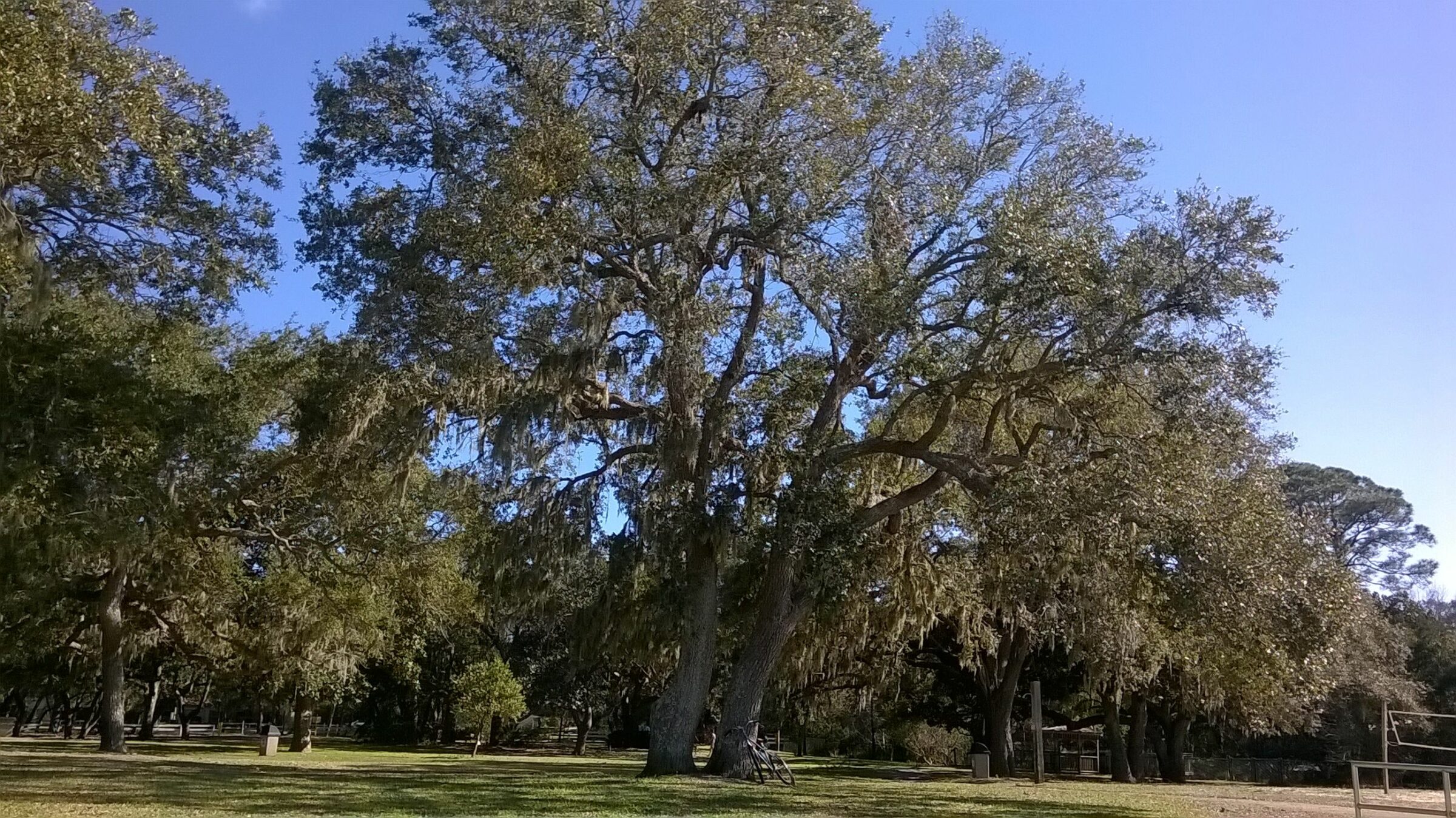 Southern Live Oak Tree-Fort Walton Beach Florida-06