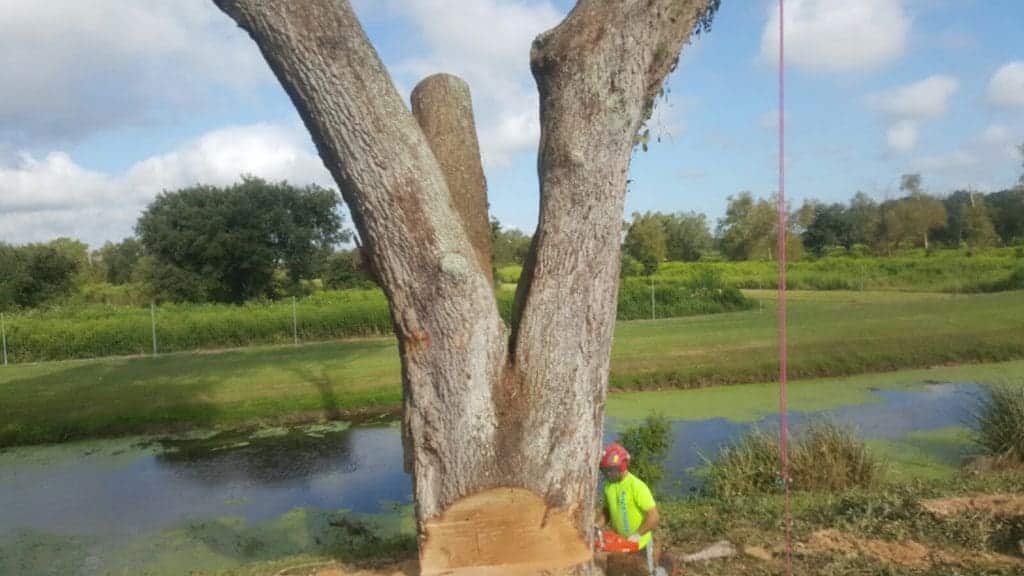 Tree Services Available In Okaloosa County Featured Image