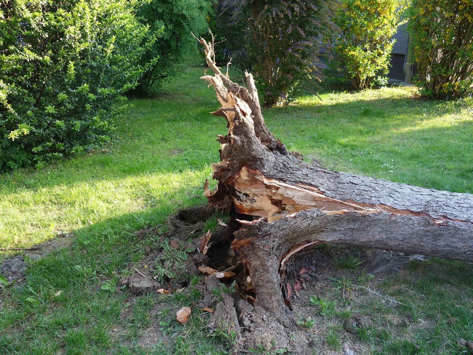 Можно сломать дерево. Сломанное дерево. Ствол дерева. Сломанный ствол дерева. Обломанное дерево.