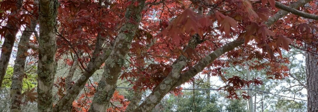 Local Fall Tree Services In Northwest Florida Featured Image