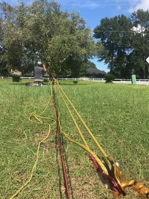 Tree Removal Service