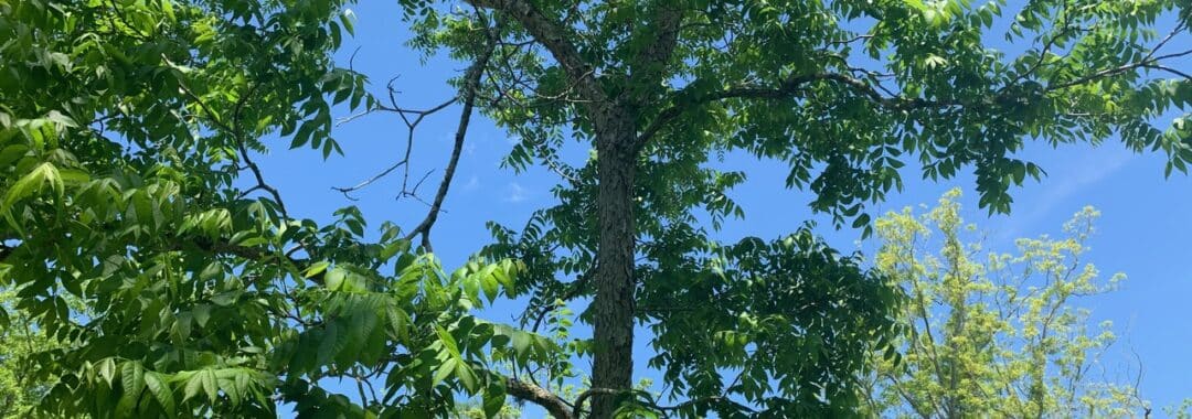 New Leaf Arboriculture - Defuniak Springs - 2019 - Tree Care Services - 01