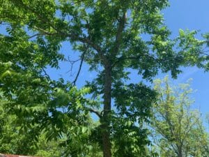 New Leaf Arboriculture - Defuniak Springs - 2019 - Tree Care Services - 01