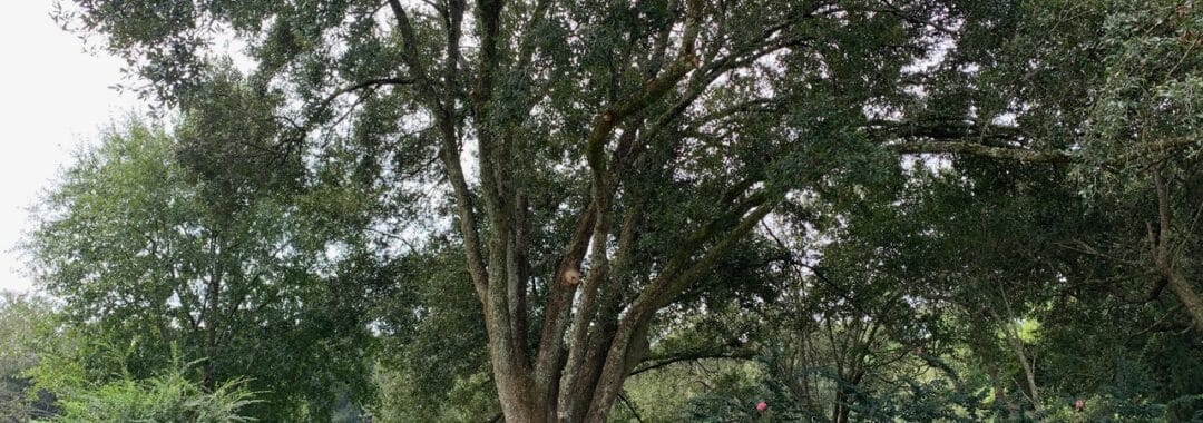 New Leaf Arboriculture - Pensacola - 2019 - After Crown Raising 04