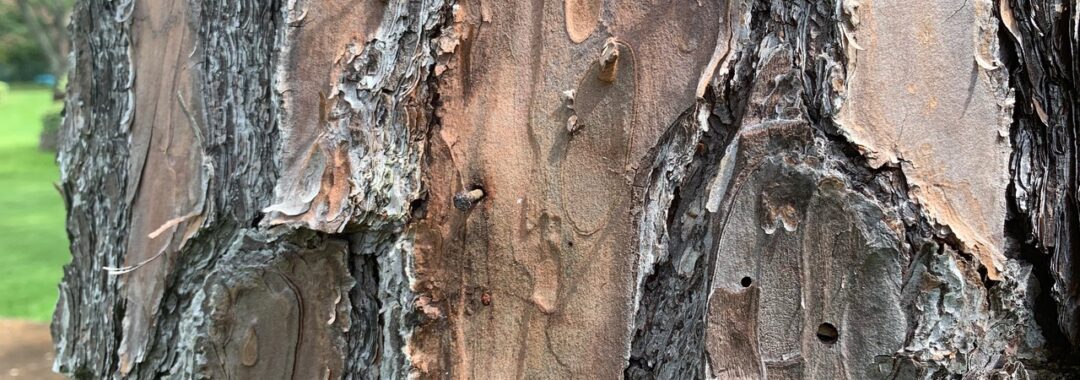 Bark Beetle Treatments For Trees