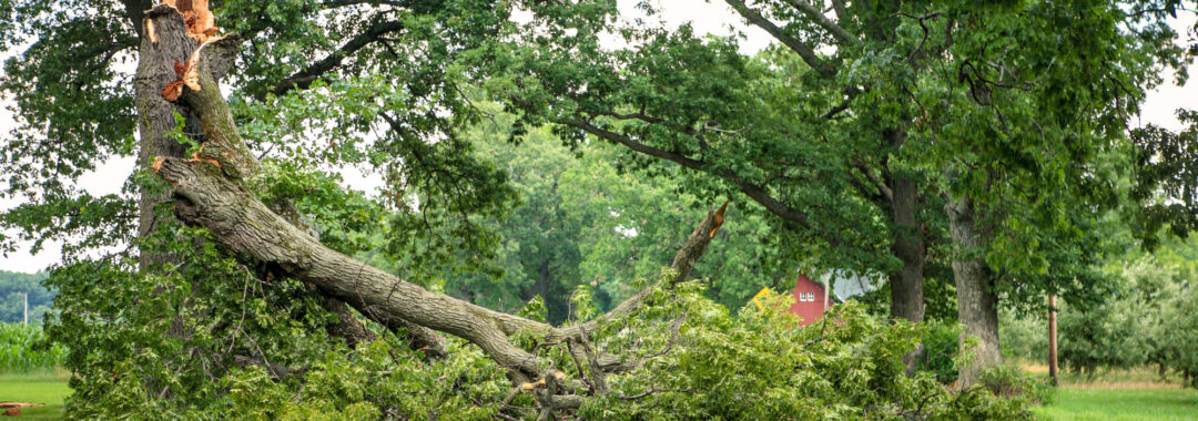 choosing tree removal services
