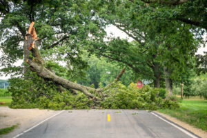 choosing tree removal services