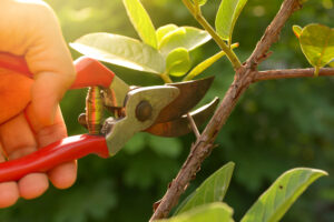 tree trimming